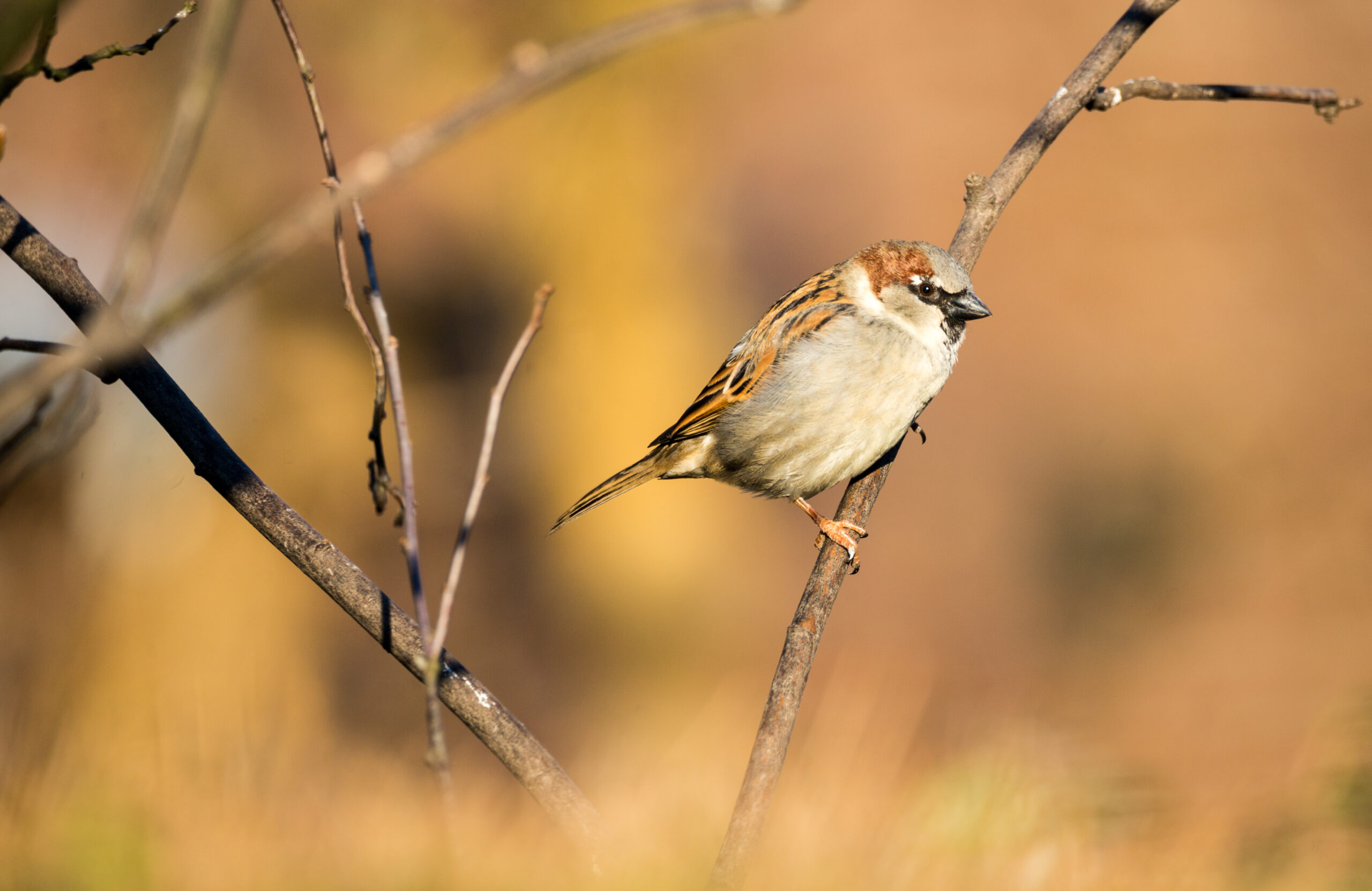 Hans Heideman Fotografie