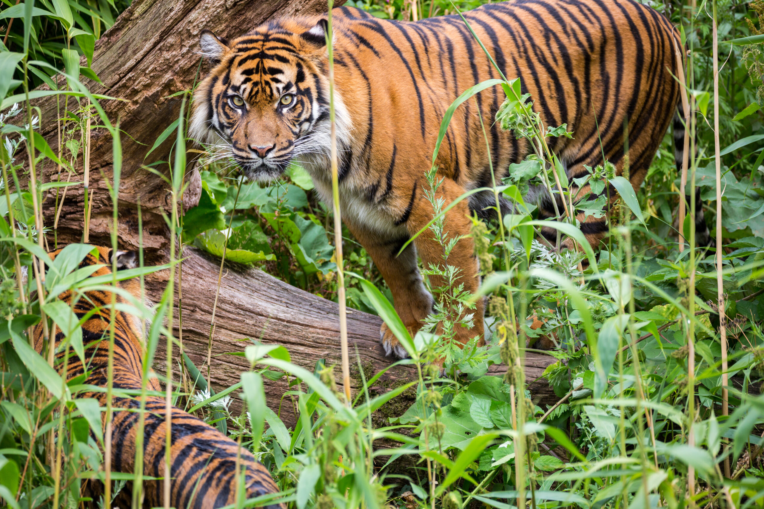 Hans Heideman Fotografie