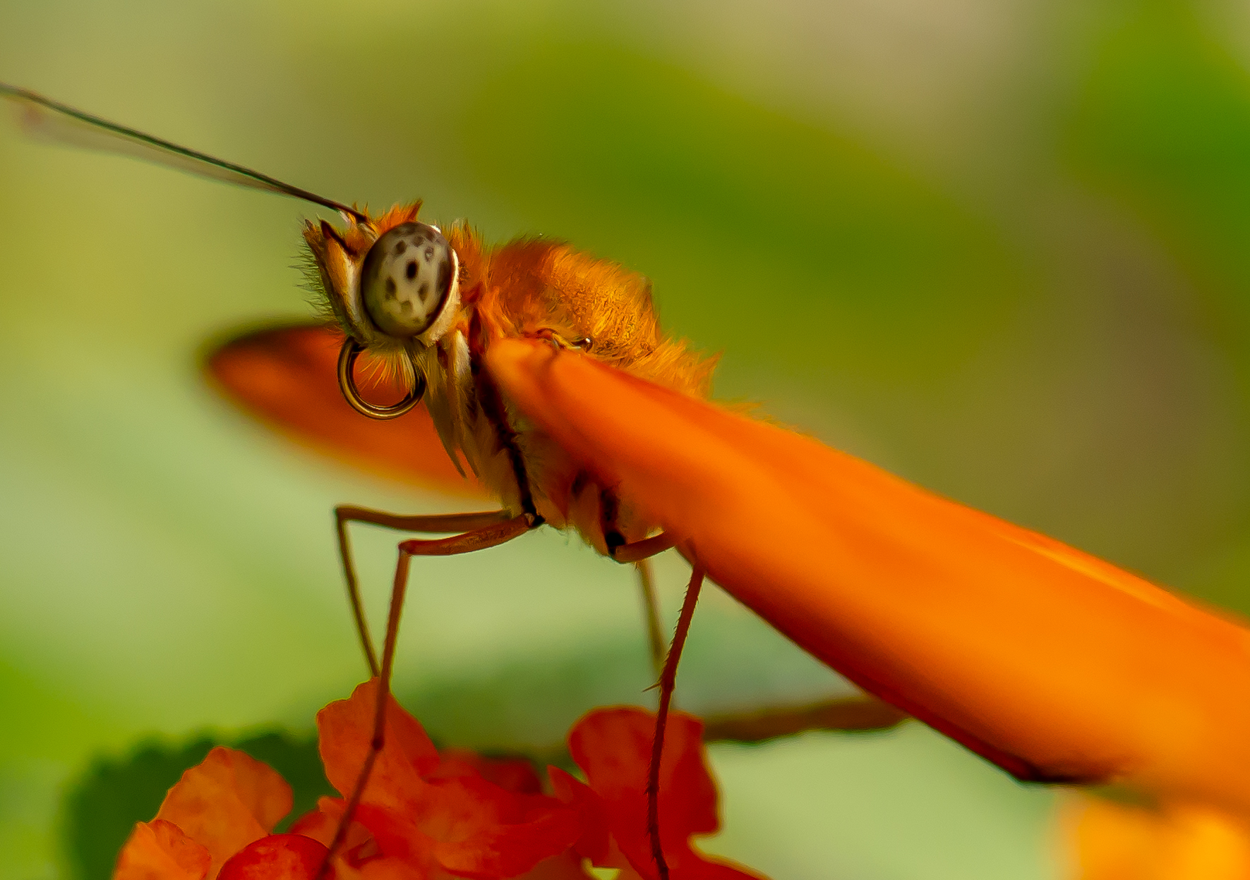 Hans Heideman Fotografie