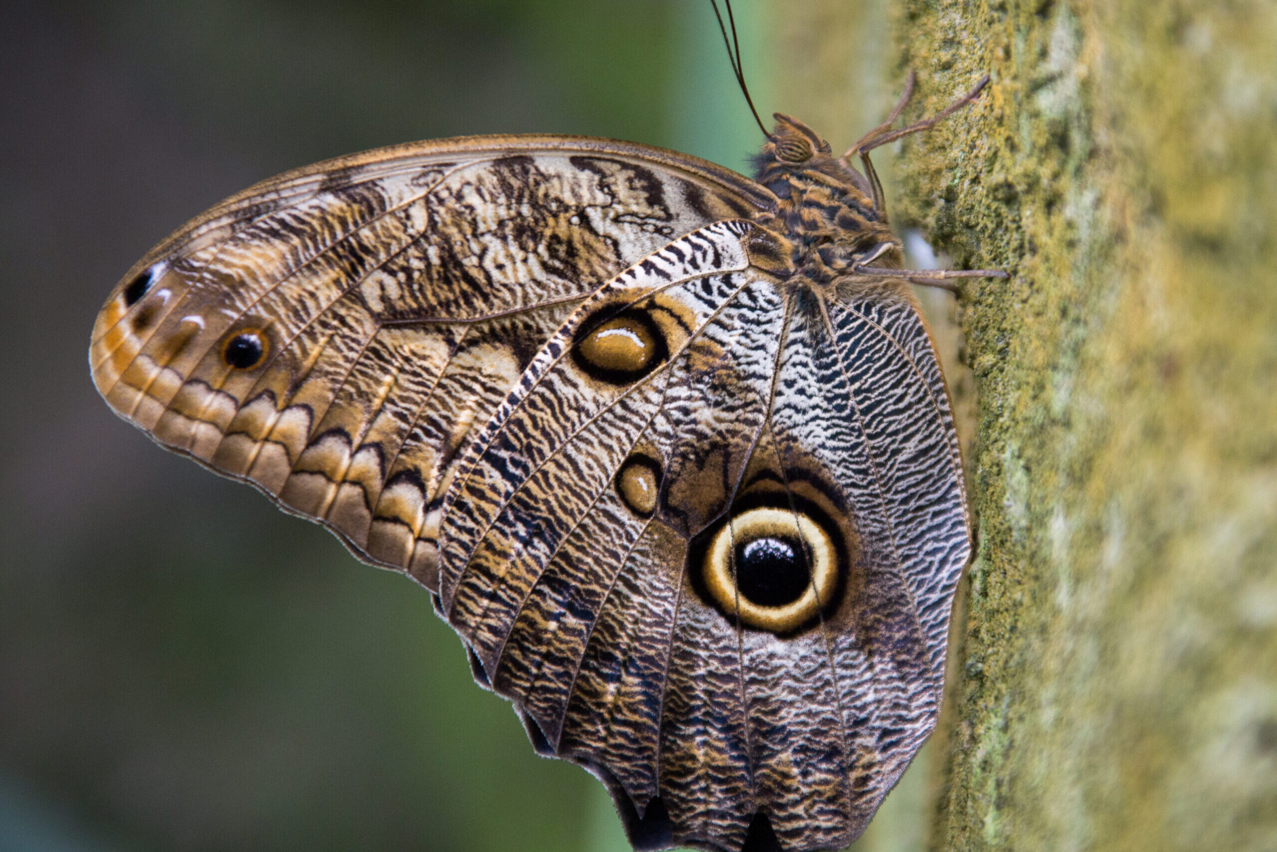 Hans Heideman Natuurfotograaf